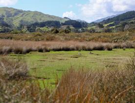A site of significant conservation value, the estuary is easily accessible in Porirua. A 30-minute drive from the capital, the Pāuatahanui Inlet is a large estuary surrounded by a wildlife reserve.