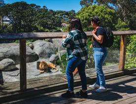 Two people look at a lion at Wellington Zoo on a sunny day.