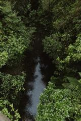 Looking down into a stream surrounded in bush on Pukeatua Track.