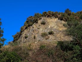 The green native bush of Belmont Regional Park, with streams and hills.
