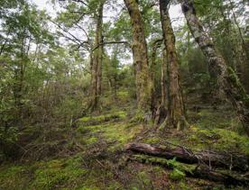 The swampy wetland of Fensham Forest, with an abundance of birds and native trees.