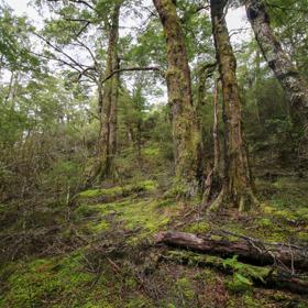 The swampy wetland of Fensham Forest, with an abundance of birds and native trees.