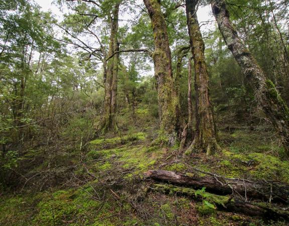 The swampy wetland of Fensham Forest, with an abundance of birds and native trees.