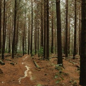 The clay track of G-Drop in Tunnel Gully, Upper Hutt on a rainy day.