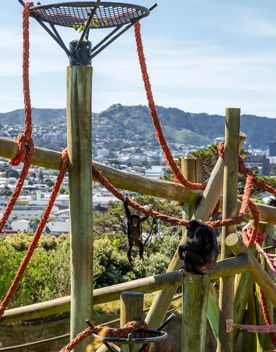 A baby chimpanzee hangs from a red rope in its enclosure in Te Nukuao Wellington Zoo, as its mum looks on. The city of Wellington is behind them.