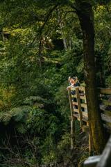 3 people leaning against a boardwalk rail admiring the view in the native bush of Te Whiti Riser.