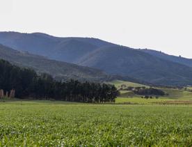 The rural Western Lake road, which connects the Remutaka Range to Lake Wairarapa, features lush green fields and mountains.