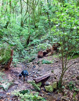 A black and brown dog in the forest.