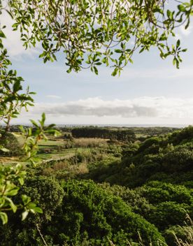 A scenic view of the green hilly landscape from the Forest Loop Walk at Whareroa Farm Recreation Reserve.
