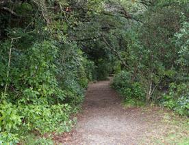 The Kiriwhakapapa Road Tararua Forest Park screen location, featuring walking trails and campsite opportunities in wild, natural landscapes.