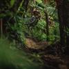 A mountain biker jumps on a dirt track amongst trees on Morepork trail in Wainuiomata Park.