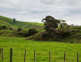 The screen location of Waitohu Valley Ōtaki, features native and exotic forests, pastoral lands, and wetlands.