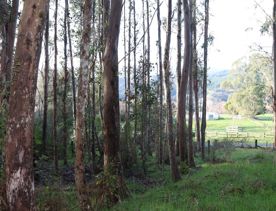 Mangaroa Valley Road screen location, a scenic rural setting with native forest, farmland, and a mountainous backdrop.