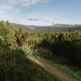 A section of the Salvation Bush Walk on Wrights Hill above Karori.