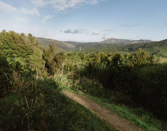 A section of the Salvation Bush Walk on Wrights Hill above Karori.