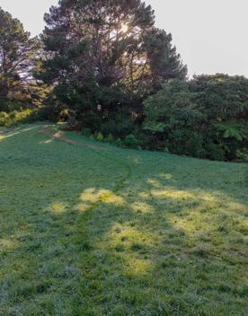 The screen location of Mount Victoria Town Belt, with lush green native bush and panoramic views across Wellington.