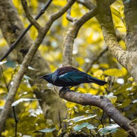 A tūī stands on a tree branch, surrounded by green leaves.