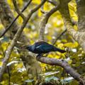 A tūī stands on a tree branch, surrounded by green leaves.