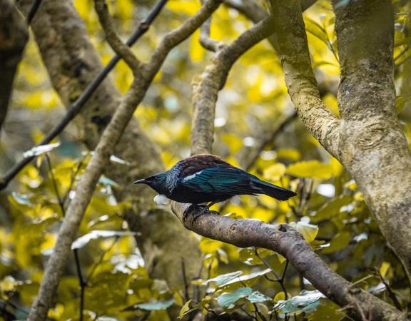 A tūī stands on a tree branch, surrounded by green leaves.