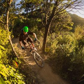 A mountain biker riding along a dirt track amongst trees on Beeline trail in Wainuiomata Park.