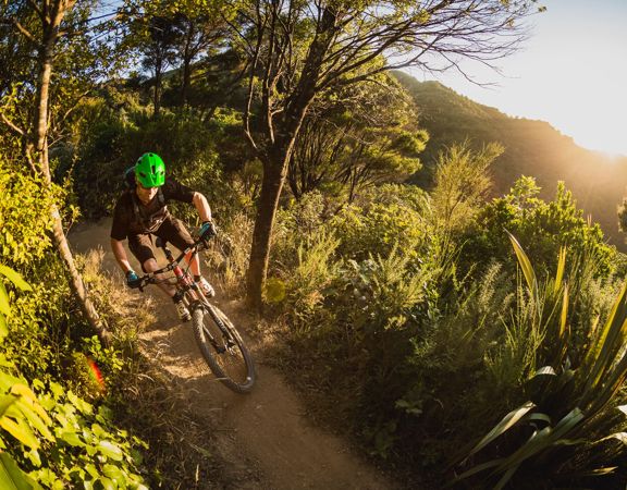A mountain biker riding along a dirt track amongst trees on Beeline trail in Wainuiomata Park.