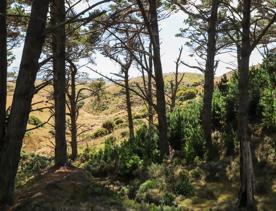 The native trees lining the path in Pikarere Firest.