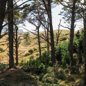 The native trees lining the path in Pikarere Firest.