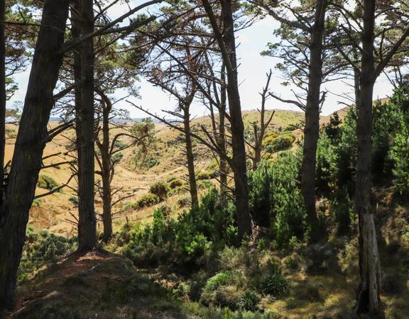 The native trees lining the path in Pikarere Firest.