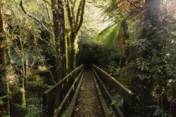 A small narrow wooden bridge in a dark forest.