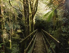 A small narrow wooden bridge in a dark forest.