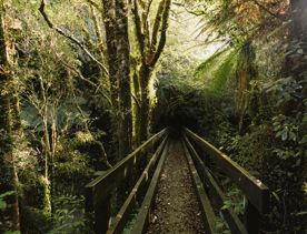 A small narrow wooden bridge in a dark forest.