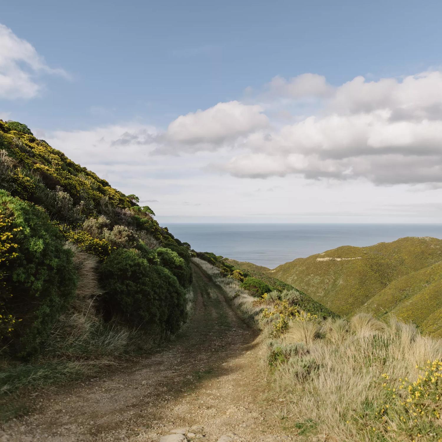 The view to the south from Tip Track, looking into the Cook Straight.
