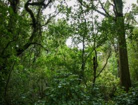 The swampy wetland of Fensham Forest, with an abundance of birds and native trees.