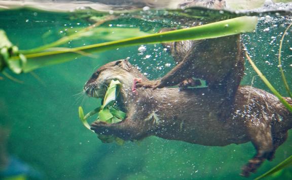 2 otters playing underwater at Wellington Zoo.