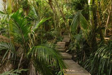 A wooden stairway path in the forest in Barry Hadfield Nikau Reserve.