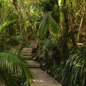 A wooden stairway path in the forest in Barry Hadfield Nikau Reserve.