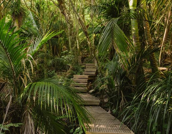 A wooden stairway path in the forest in Barry Hadfield Nikau Reserve.