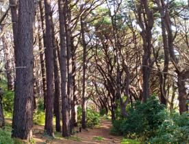 The screen location of Mount Victoria Town Belt, with lush green native bush and panoramic views across Wellington.