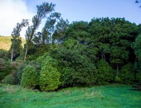 The screen locations of Catchpool Valley, with the river, lush bush,  forest, and grassland.