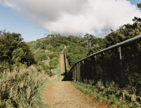 The Fenceline track in Waimapihi Reserve where the Zealandia border fence runs alongside the trail.