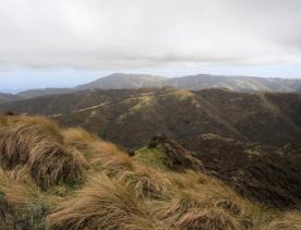 Long Gully Bush Reserve comprises 107 hectares of regenerating forest. It sits roughly 5 kilometres southwest of Wellington City, surrounded by the suburbs of Karori and Brooklyn.