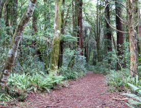 The Kiriwhakapapa Road Tararua Forest Park screen location, featuring walking trails and campsite opportunities in wild, natural landscapes.