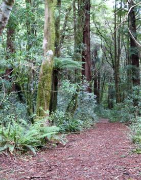 The Kiriwhakapapa Road Tararua Forest Park screen location, featuring walking trails and campsite opportunities in wild, natural landscapes.