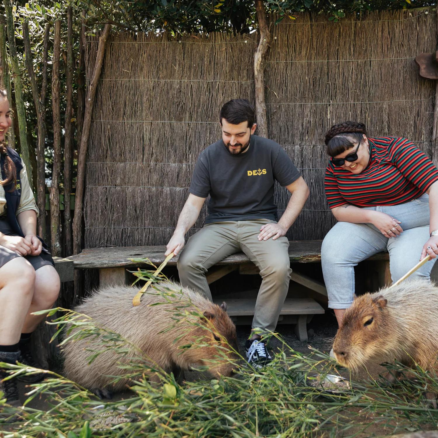 Two people are doing the capibara experience at Wellington Zoo. A zoo employee sits with them, smiling while they scratch two capibaras with scratcher sticks. 