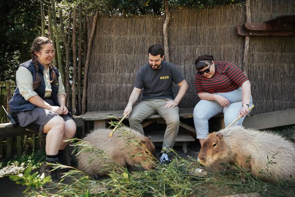 Two people are doing the capibara experience at Wellington Zoo. A zoo employee sits with them, smiling while they scratch two capibaras with scratcher sticks.