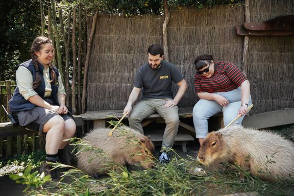 Two people are doing the capibara experience at Wellington Zoo. A zoo employee sits with them, smiling while they scratch two capibaras with scratcher sticks. 