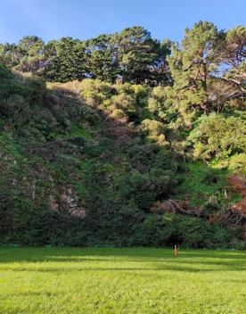 The former Mount Victoria Quarry site sits at the base of Wellington’s Town Belt and has a cliff face.