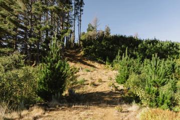 A path up the hill on the Pukeatua Track, showing a steady incline through regenerating pine forest.