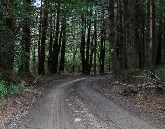 The Kiriwhakapapa Road Tararua Forest Park screen location, featuring walking trails and campsite opportunities in wild, natural landscapes.