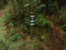 The clay track of G-Drop in Tunnel Gully, Upper Hutt on a rainy day.